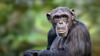 Uganda, lo sguardo di uno scimpanzè