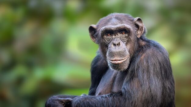 Uganda, lo sguardo di uno scimpanz