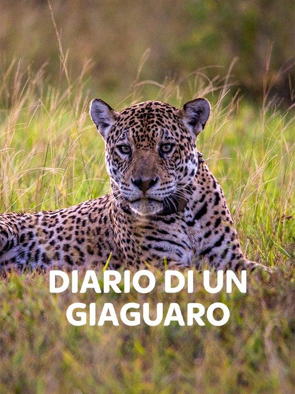 Diario di un giaguaro 1^tv