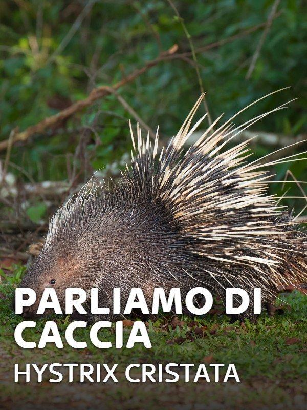 Parliamo di caccia: hystrix cristata