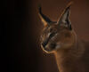 I caracal  - Nottambuli e solitari