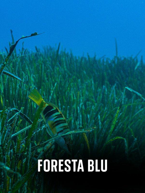 Foresta blu