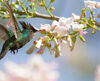 Santuari della natura