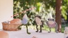 Froglets -