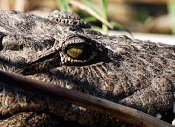 Okawango: coccodrilli affamati