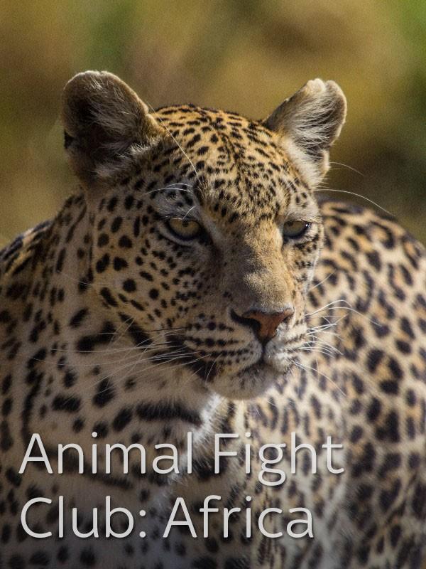 Animal fight club: africa