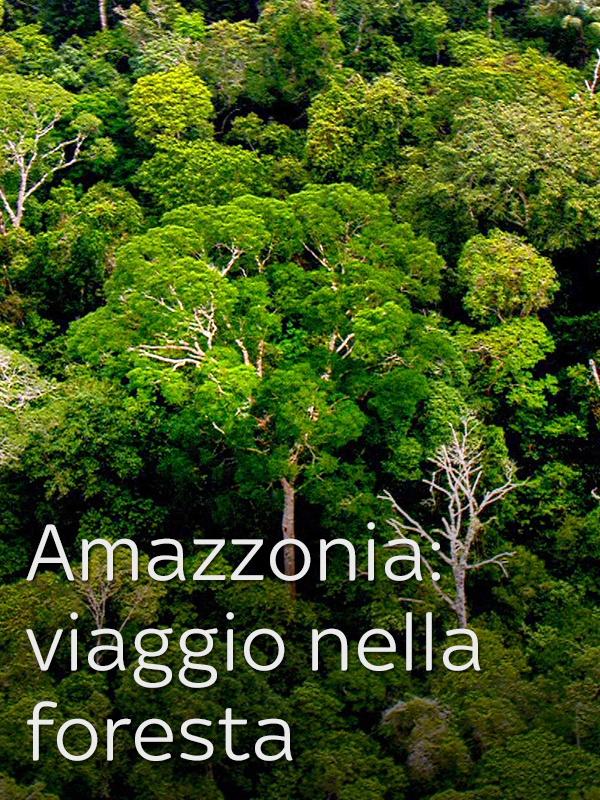 Amazzonia: viaggio nella foresta