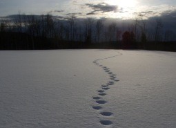 Piccoli passi sulla neve