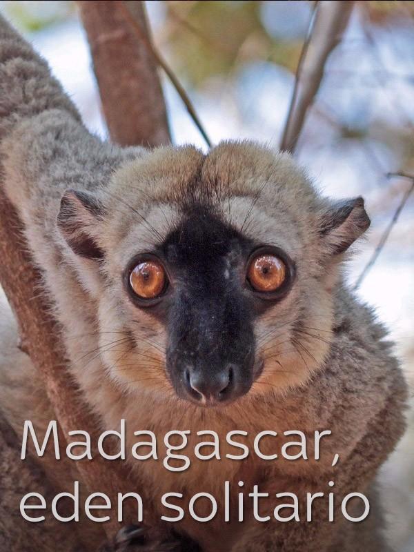 Madagascar, eden solitario