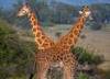 Giraffe: giganti d'africa