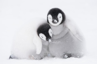 Superquark Dinastie del pinguino imperatore 2019x00